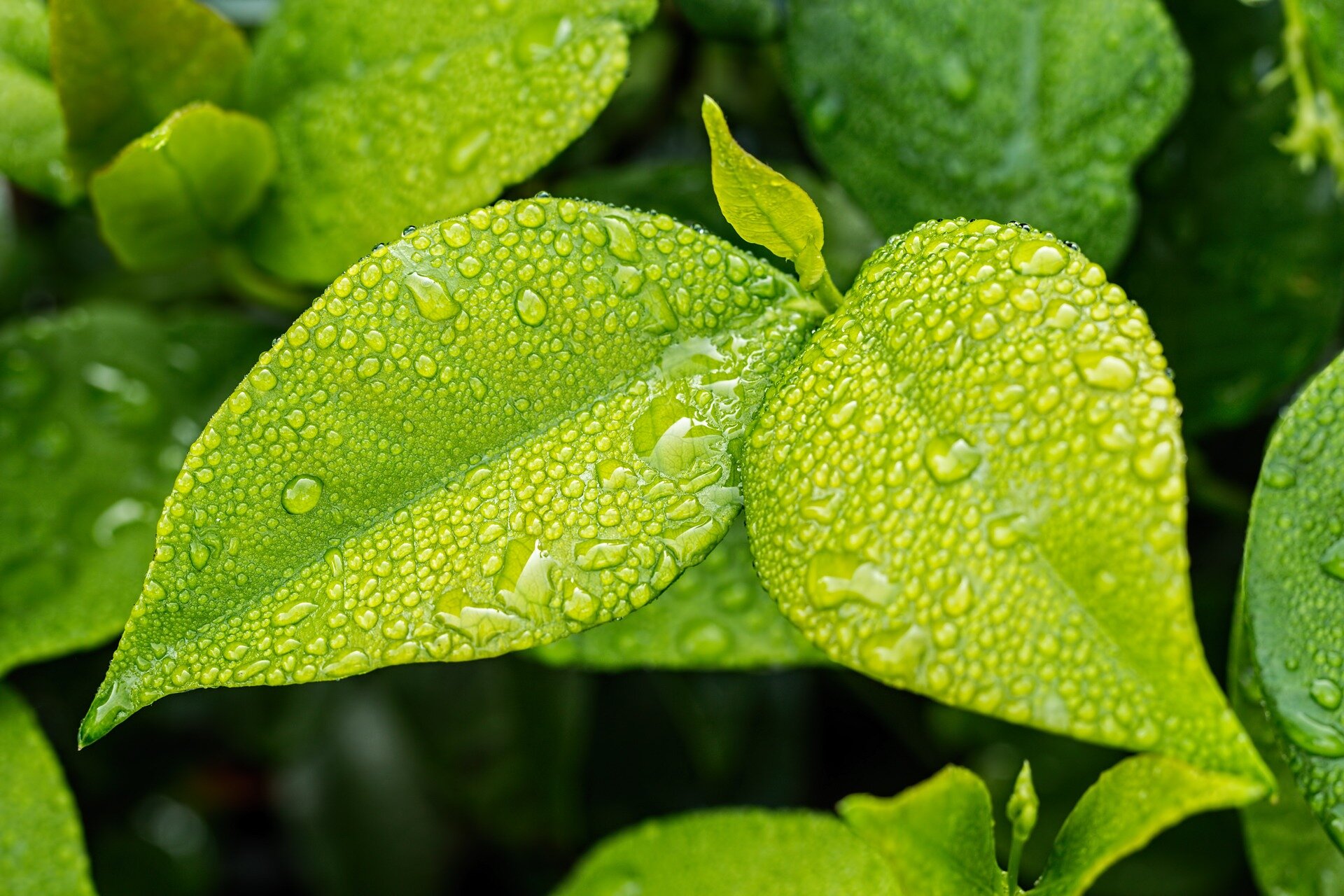 Green leaves